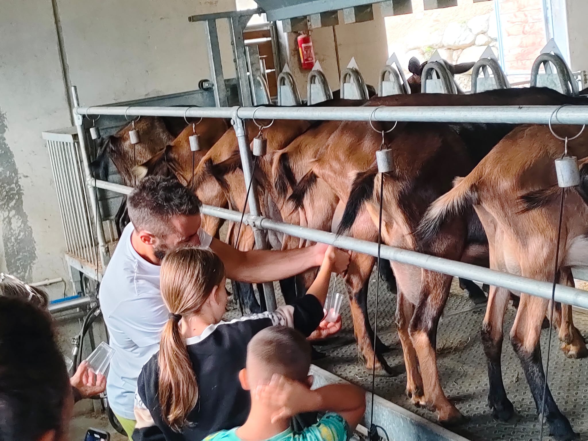 Esperienza Diventa Fattore per un Giorno in Valtellina** - immagine 6