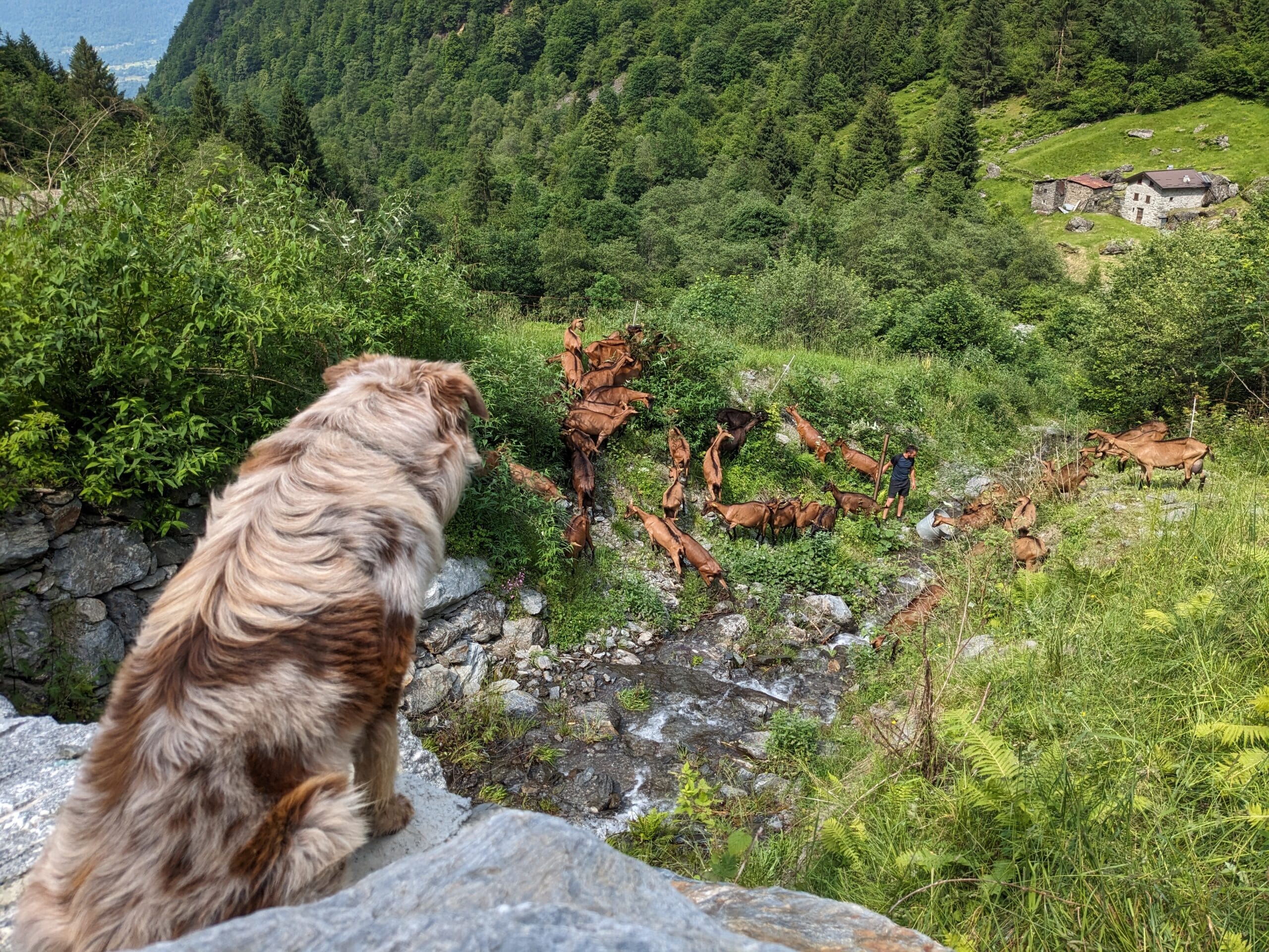 Esperienza Diventa Fattore per un Giorno in Valtellina** - immagine 7