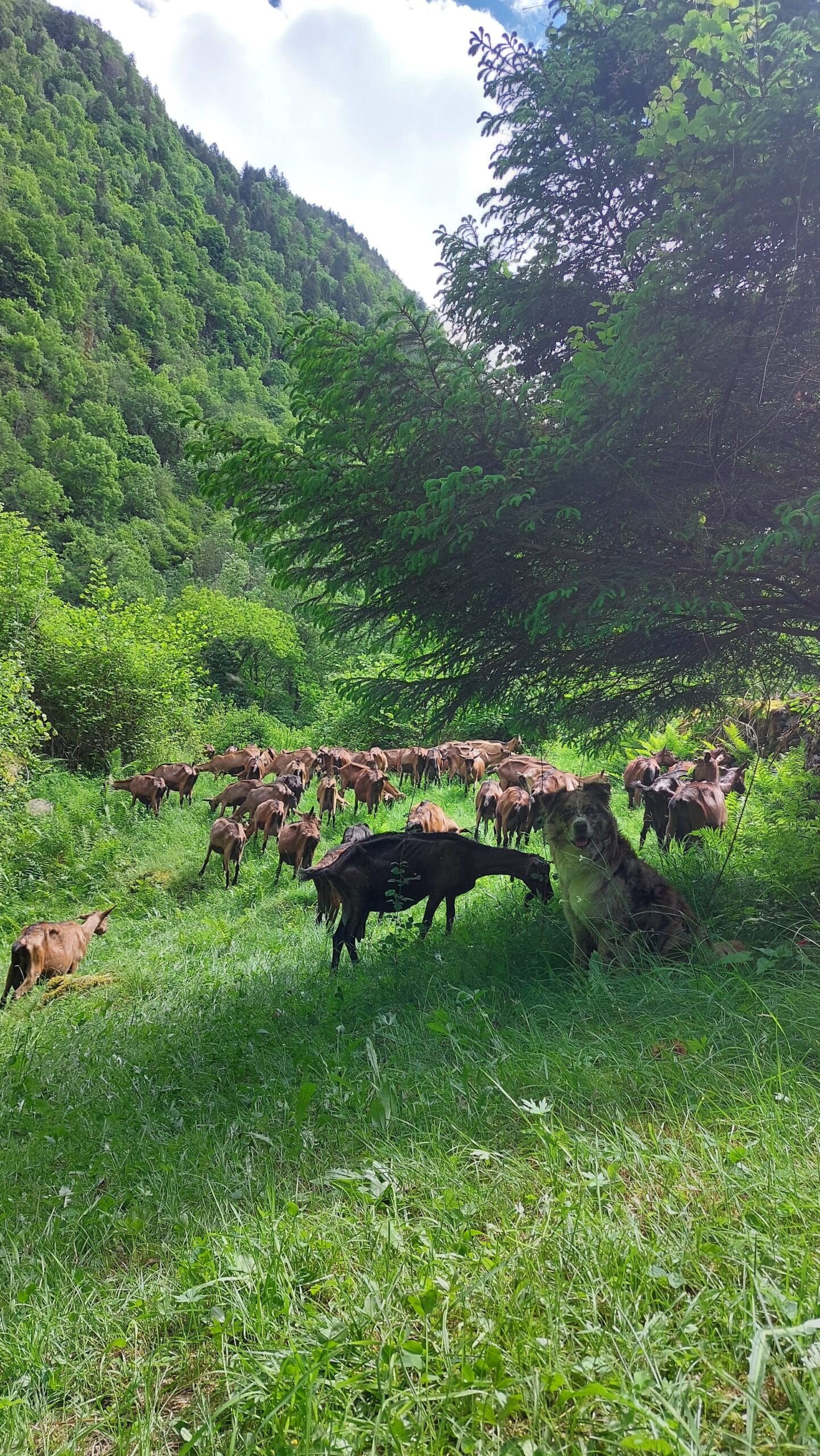 Esperienza Trascorri Mezza Giornata in Fattoria ** - immagine 4