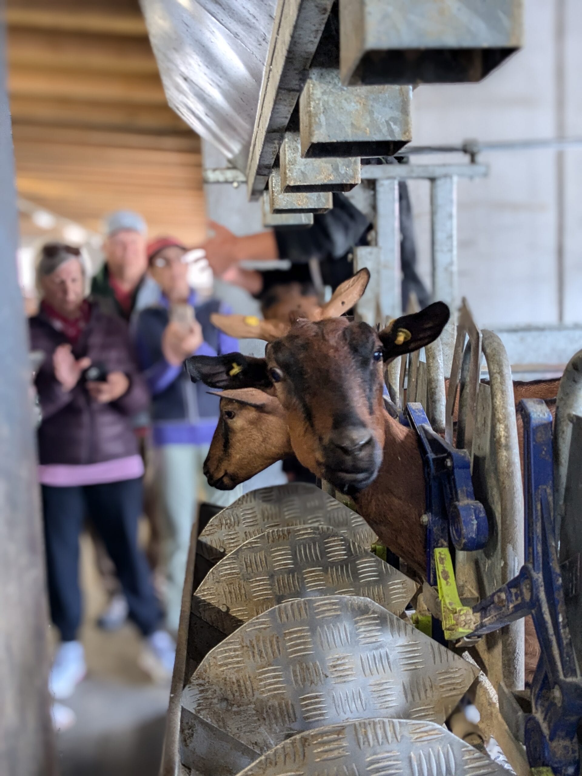 Esperienza Trascorri Mezza Giornata in Fattoria ** - immagine 5